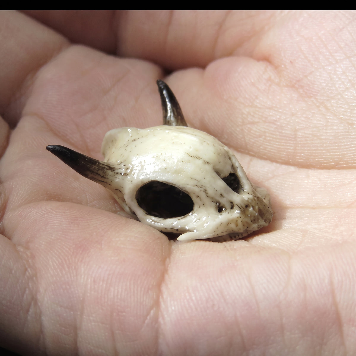 Orlan Skull