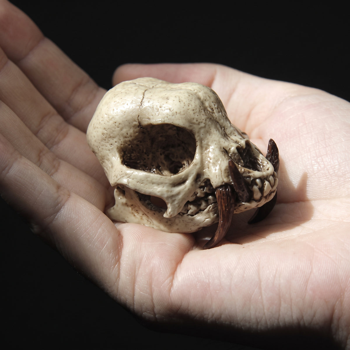 Kogido Skull