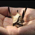 Shinbei