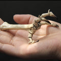 Odon’s Claw
