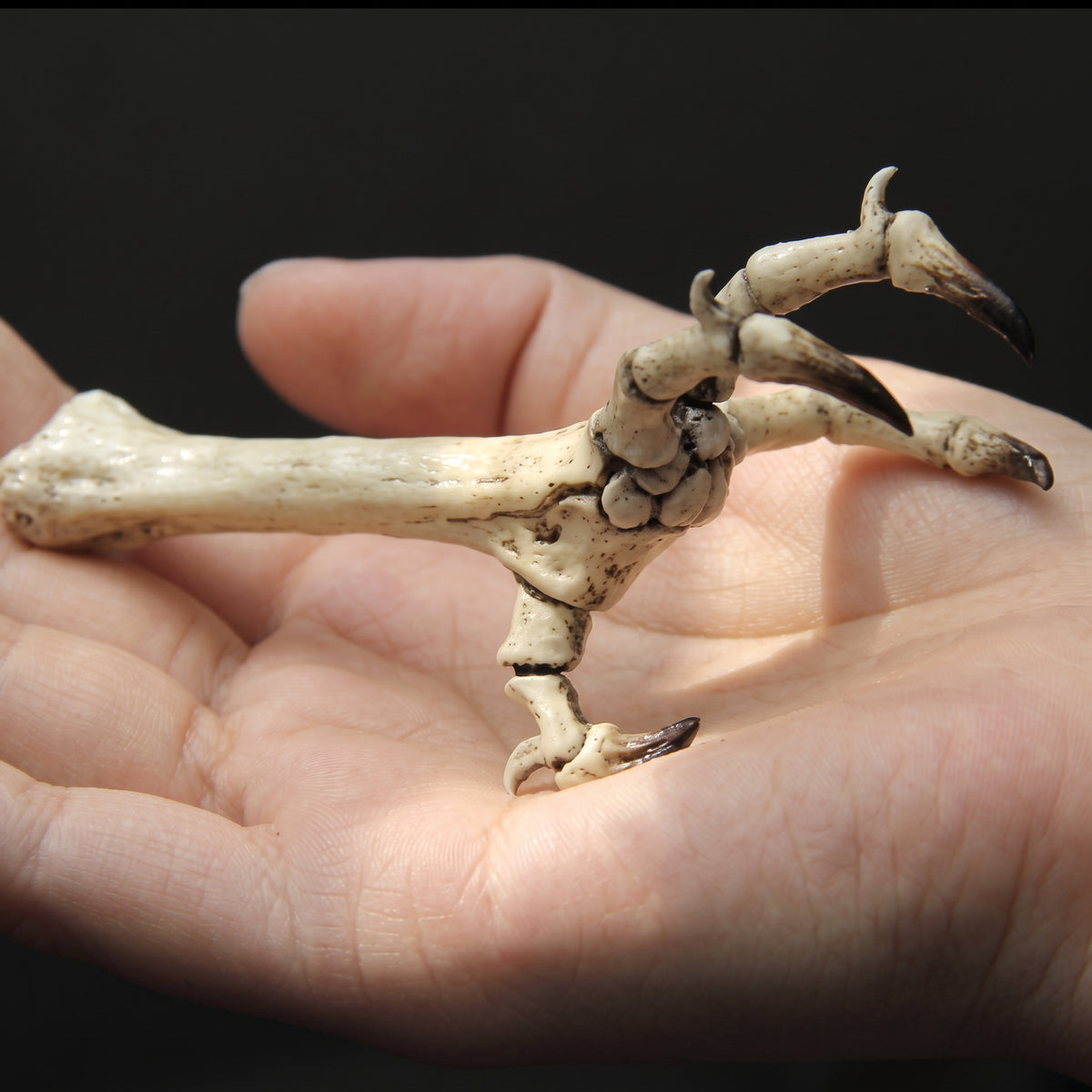 Odon’s Claw