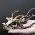 Wood Dragon
