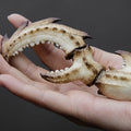 Marcus Crab Claw