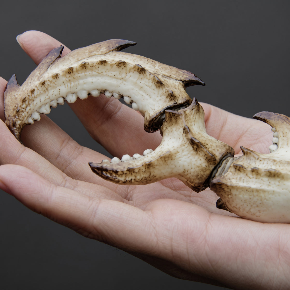 Marcus Crab Claw