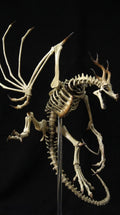 Winged Dragon Skeleton